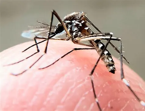 mosquito