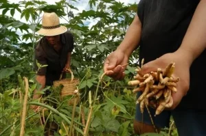 1369247598141-agricultor-garantia-de-safra
