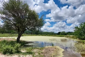 Caatinga-1