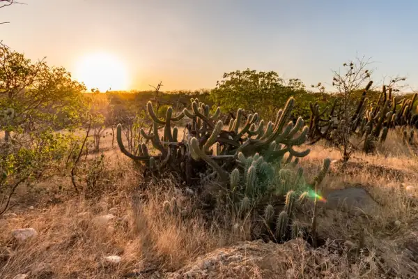 Veja-cinco-lugares-para-conhecer-a-Caatinga-caatinga-paraiba-Conexao123
