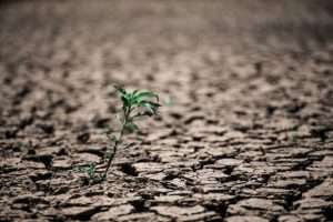 505622471-planta-em-meio-terra-seca-do-sistema-cantareira-4-1024x683-1-768x512