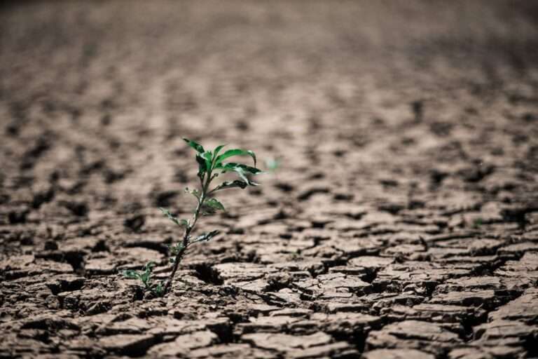 505622471-planta-em-meio-terra-seca-do-sistema-cantareira-4-1024x683-1-768x512